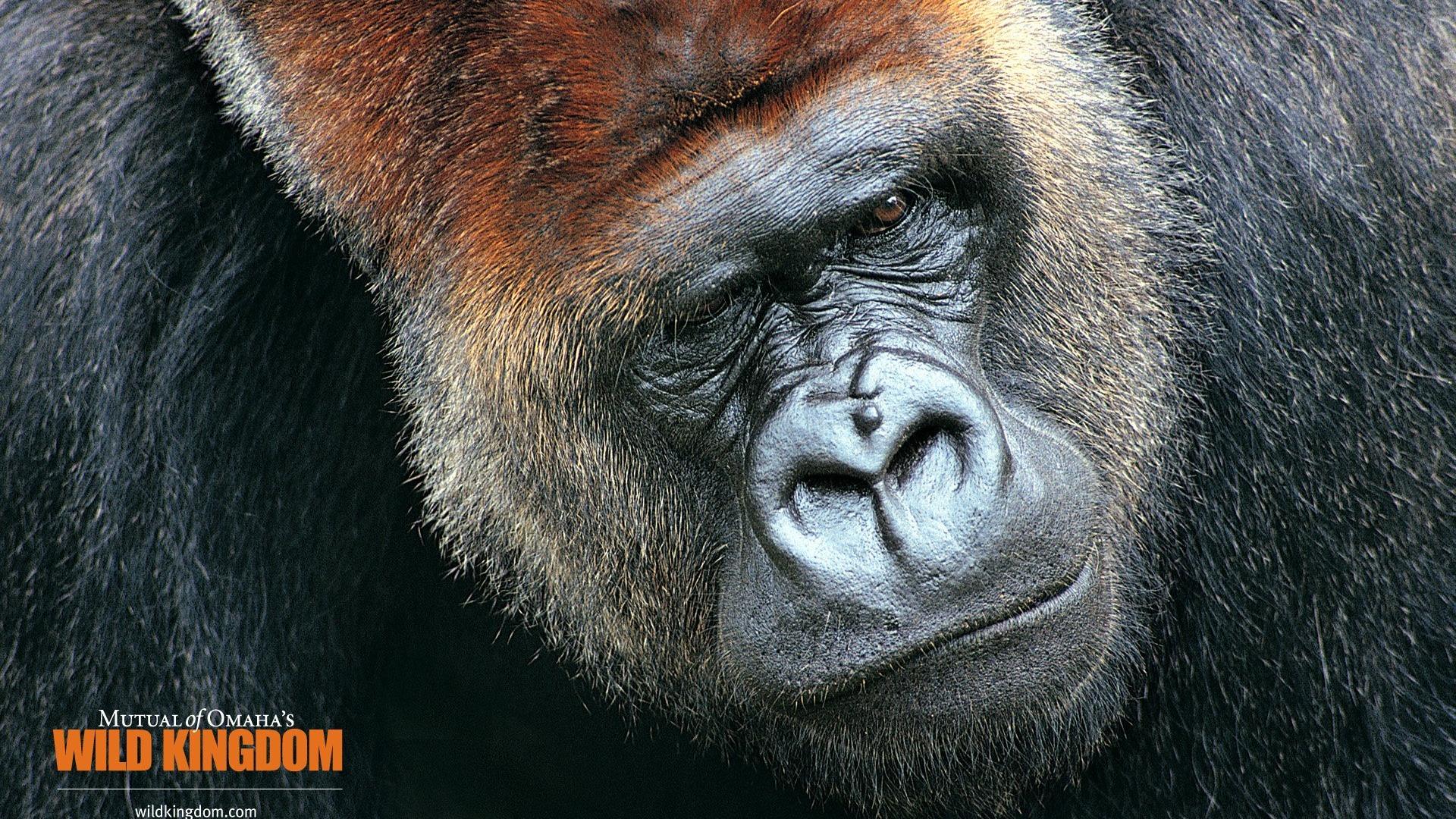 1920x1080 Gorilla Wallpaper