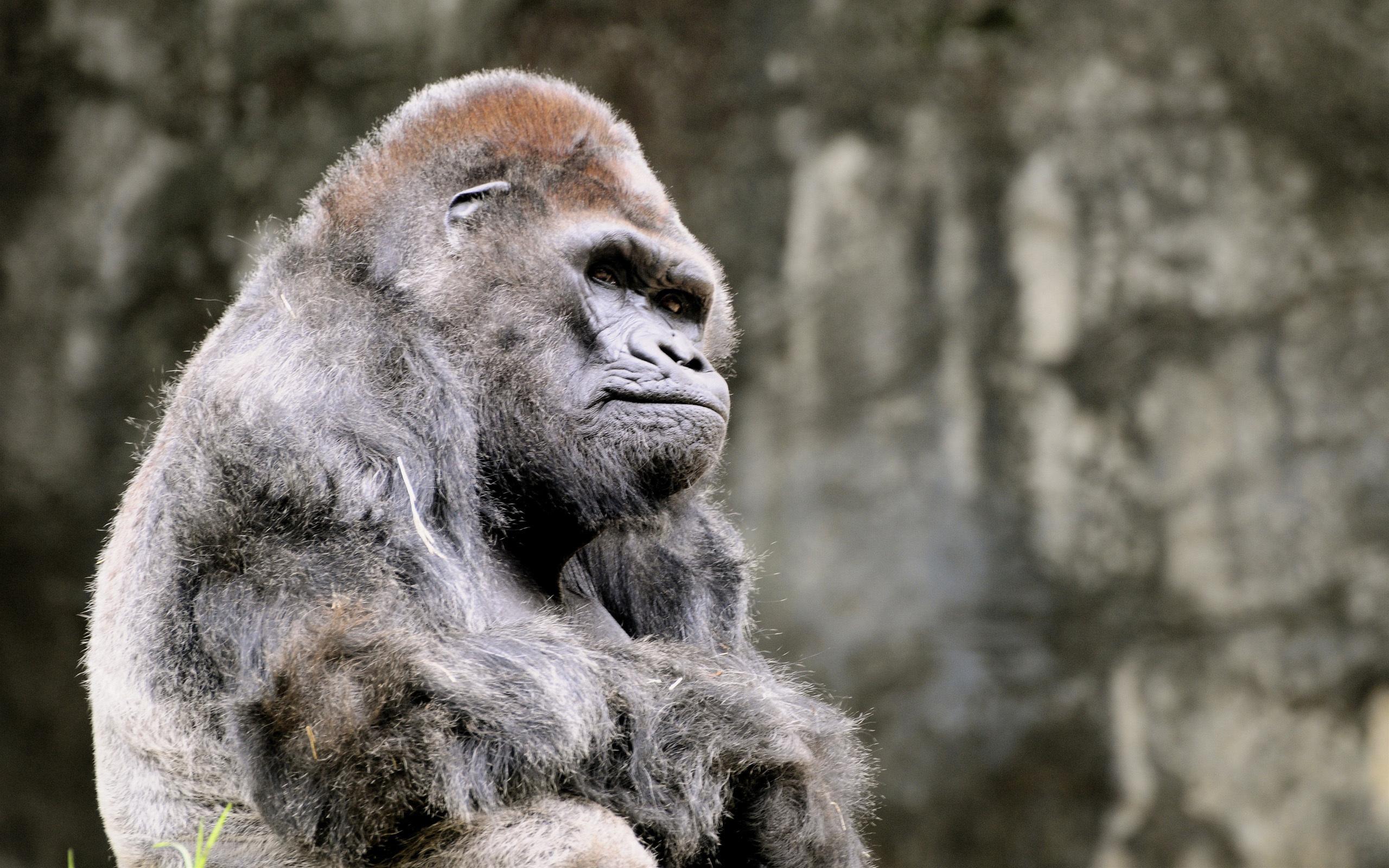 2560x1600 Gorilla HD Wallpaper