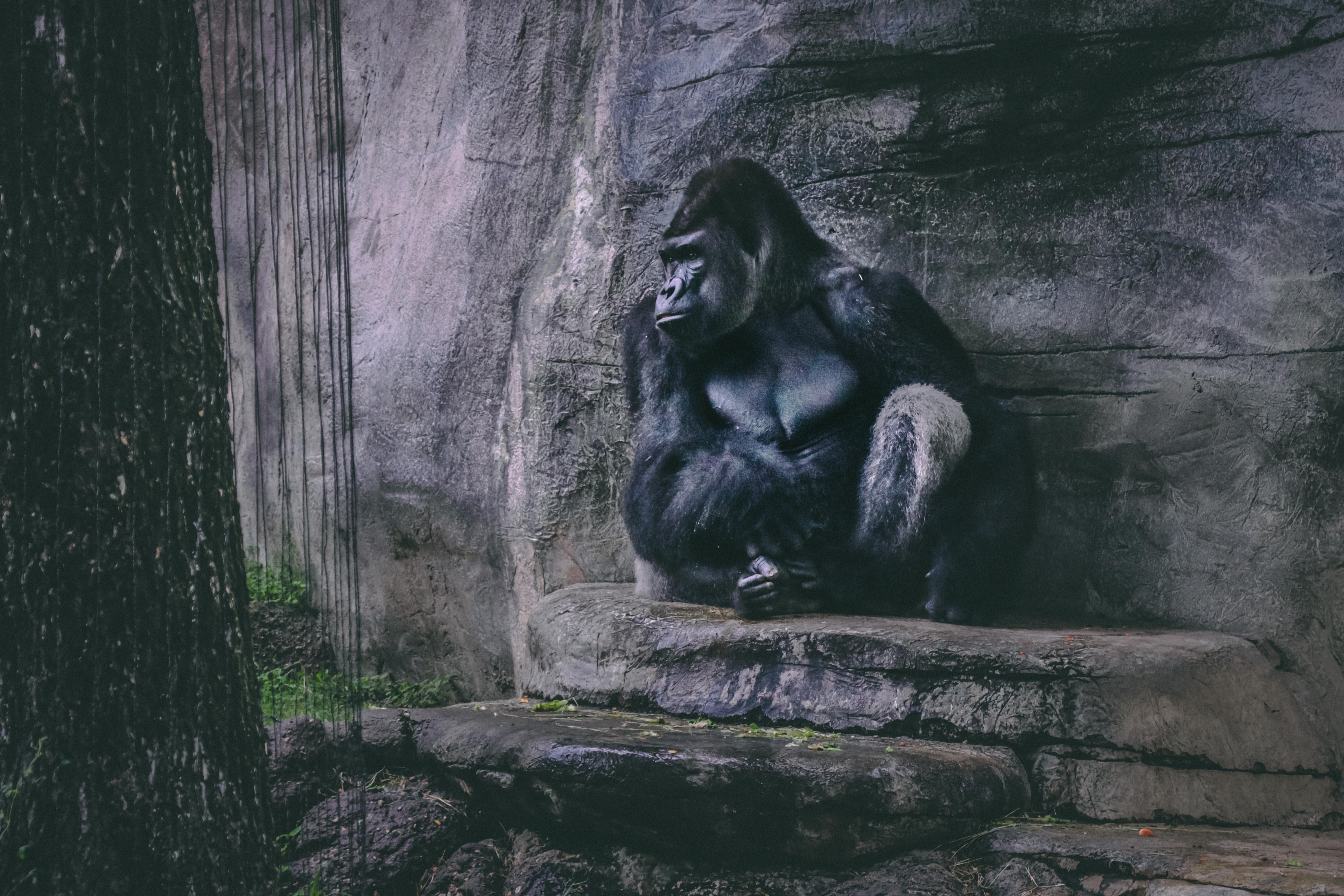 4759x3173 Gorilla Photo, Download Free Gorilla & HD Image