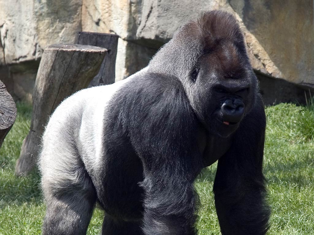 1024x768 Gorilla Wallpaper and background