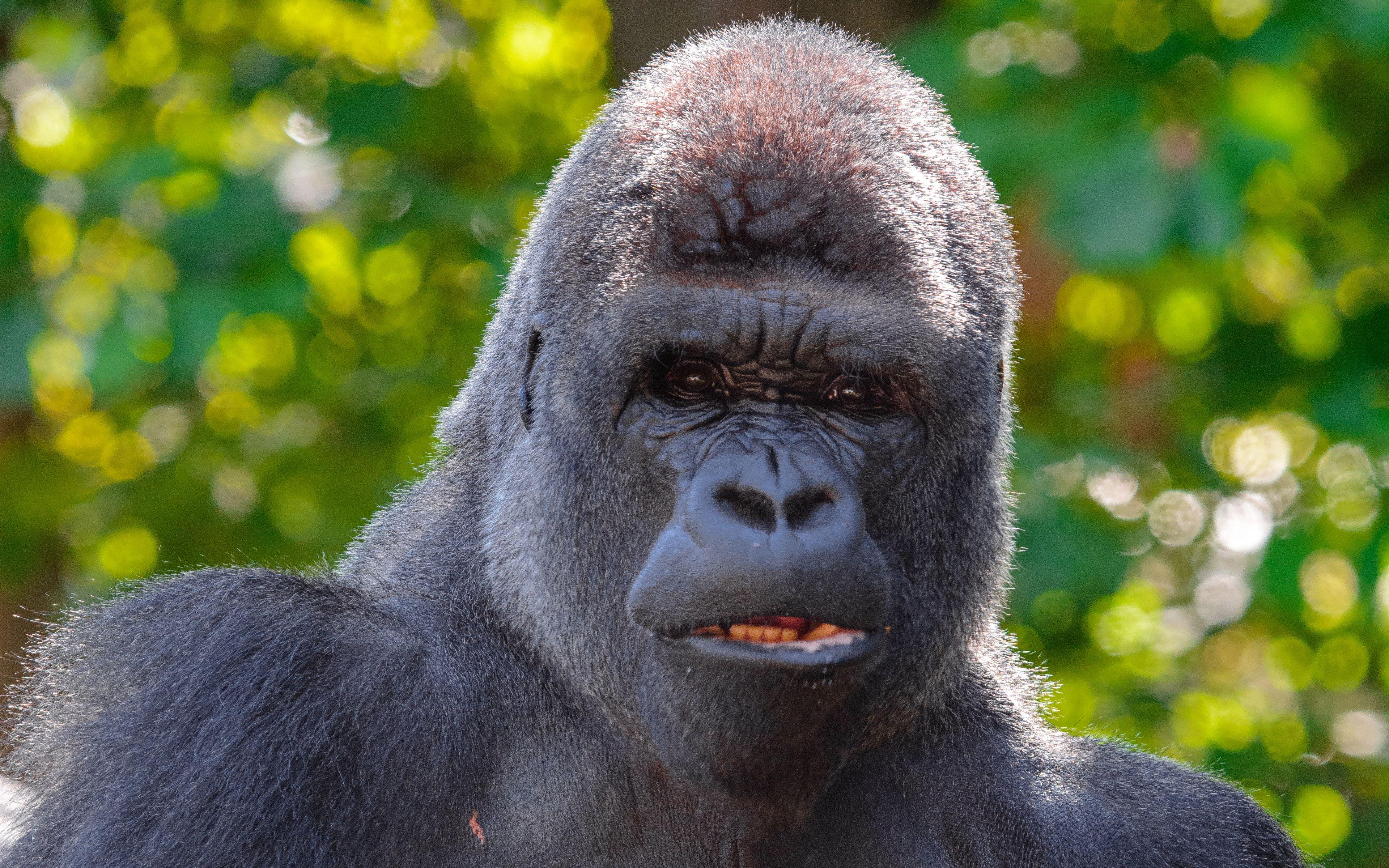 3840x2400 Download wallpaper 3840x2400 gorilla, black, primate, glance, animal 4k ultra HD 16:10 HD background