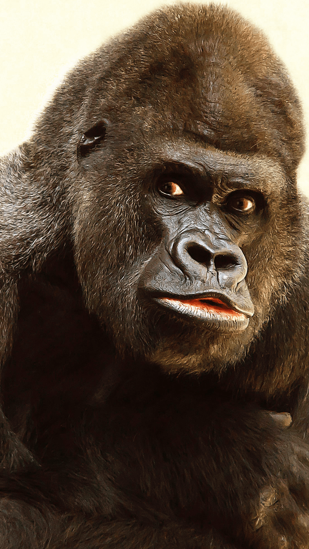 1080x1920 Gorilla iPhone 13 Pro Max Wallpaper