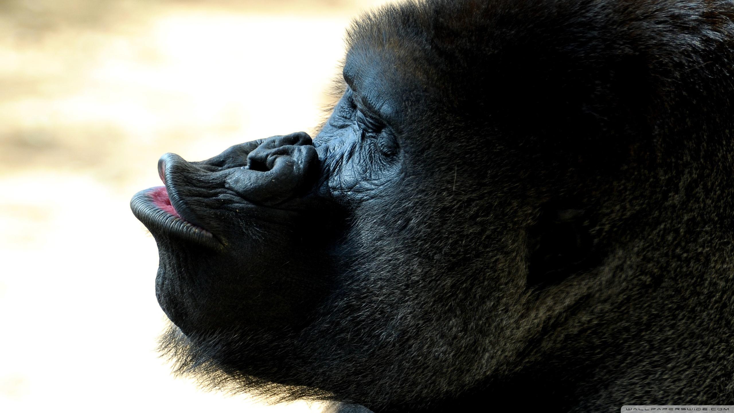 2560x1440 Gorilla Kiss Ultra HD Desktop Background Wallpaper for 4K UHD TV : Tablet