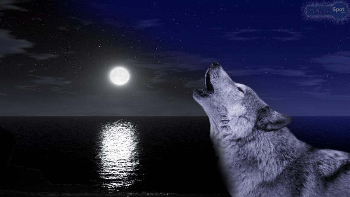 1200x675 Index Of Wp Content Uploads 2014 09