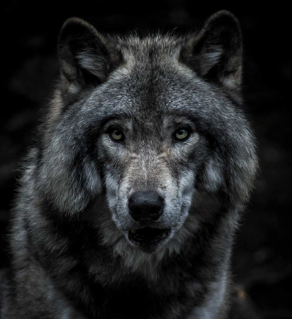 1000x1092 Wolf Moon Wallpaper