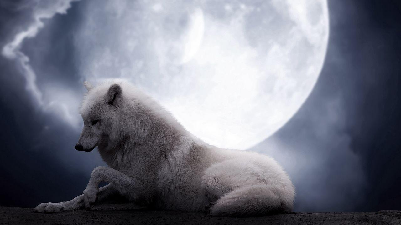 1280x720 Wallpaper wolf, moon, lie, predator hd, picture, image