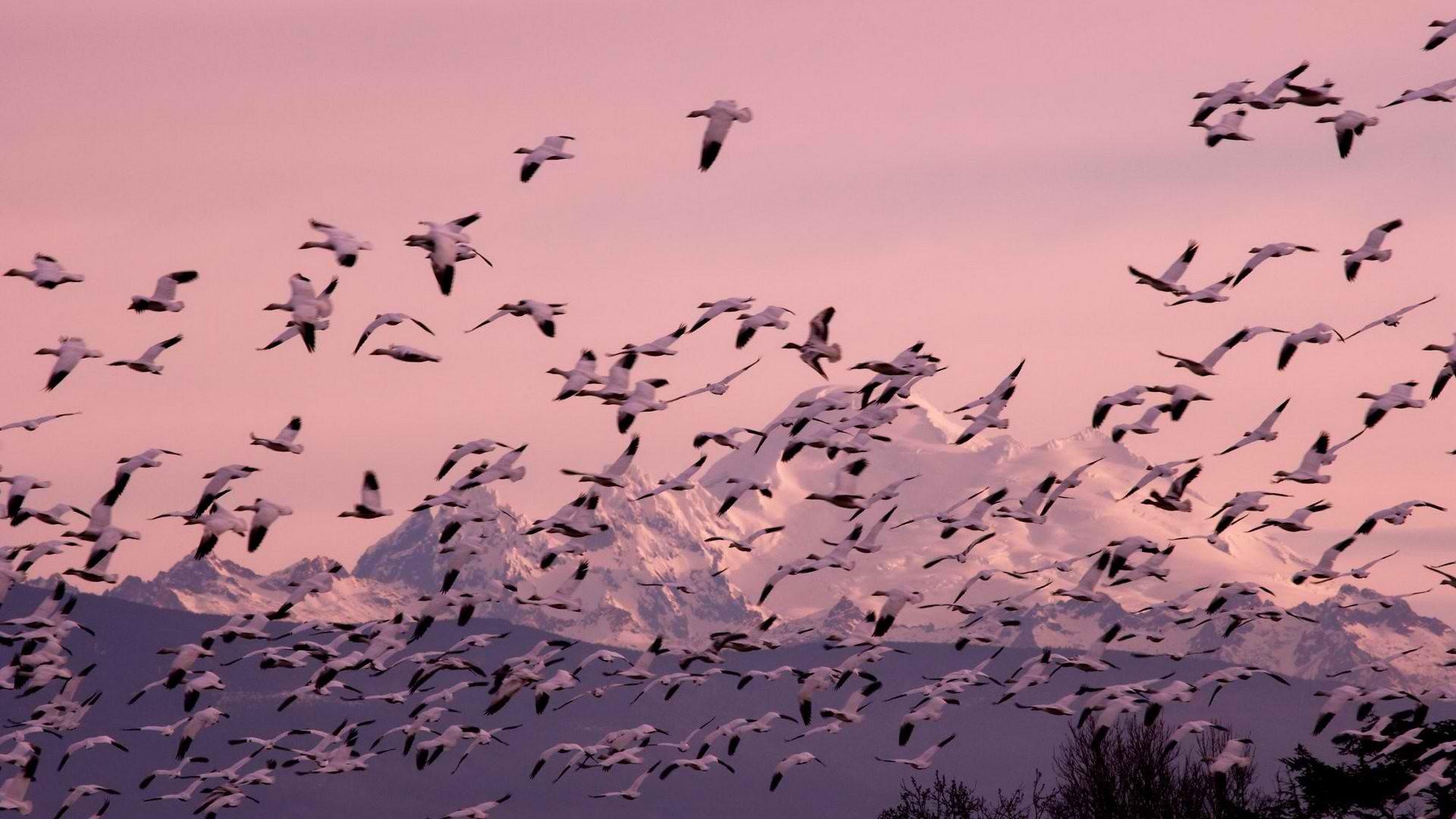 1920x1080 Download Washington Snow Winter Skagit