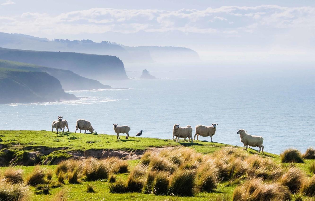 1332x850 Wallpaper the ocean, coast, sheep, New Zealand, farm, Annandale farm image for desktop, section природа