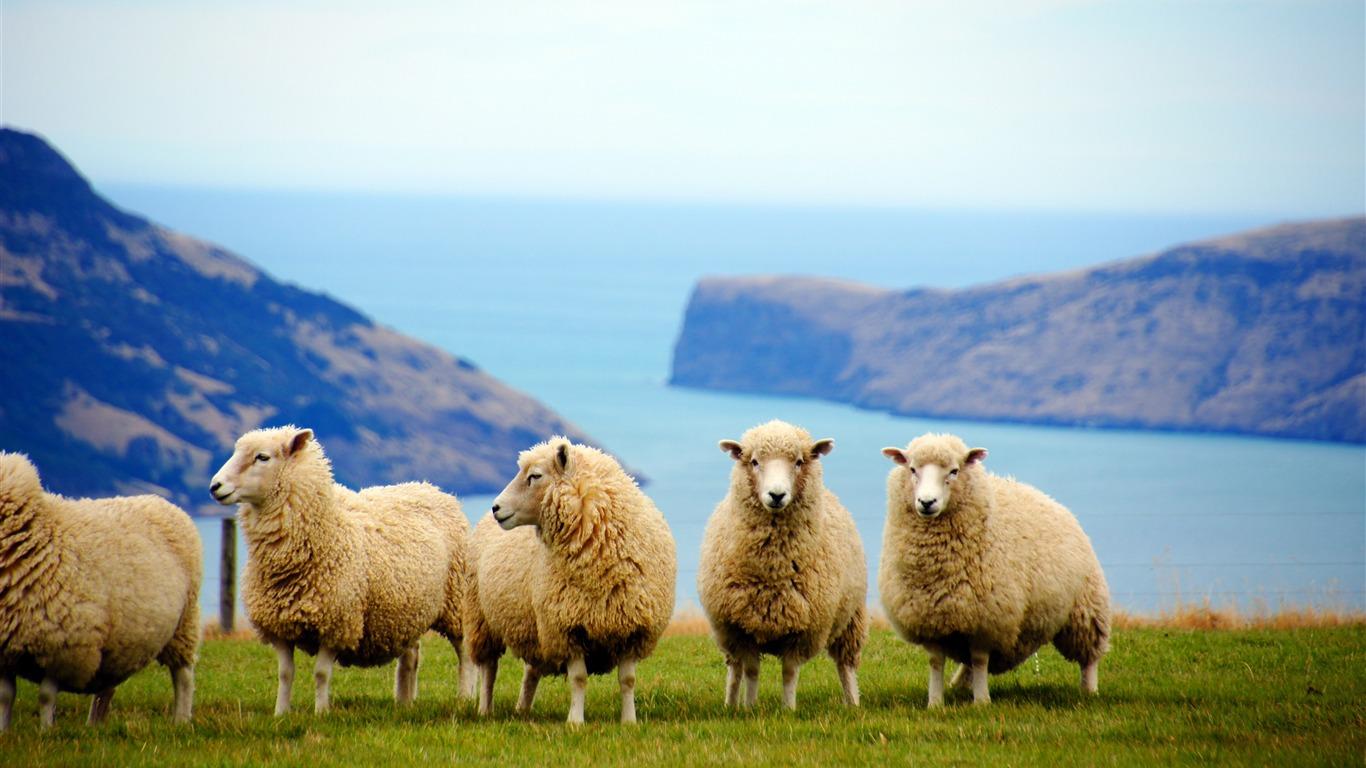 1366x768 New Zealand coast cute sheep animal photo