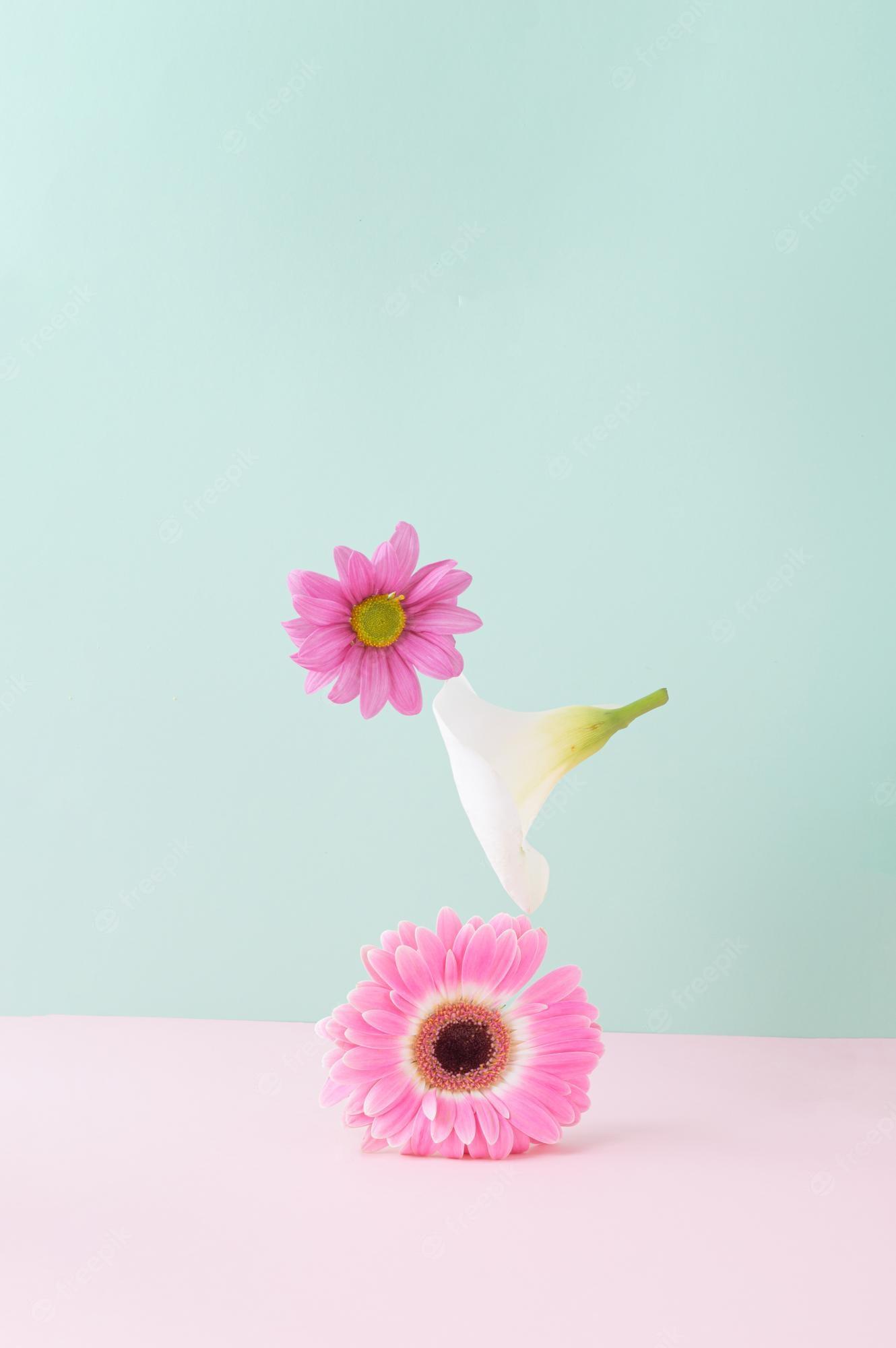 1330x2000 Premium Photo. Flowers in balance lined up on a pink background summer spring aesthetic concept
