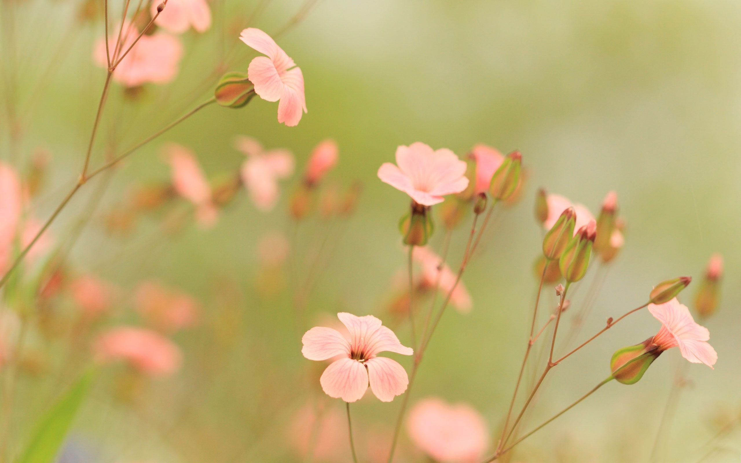 2560x1600 Laptop Summer Flowers Wallpaper