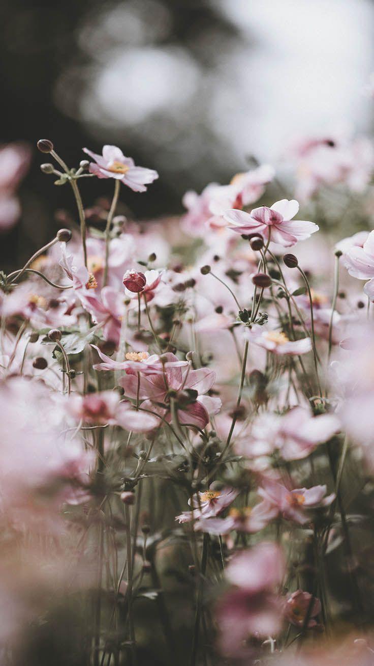 736x1308 Celebrating Summer with 21 Wildflower iPhone Wallpaper. Preppy Wallpaper. Flower iphone wallpaper, Pink flowers wallpaper, Flower wallpaper