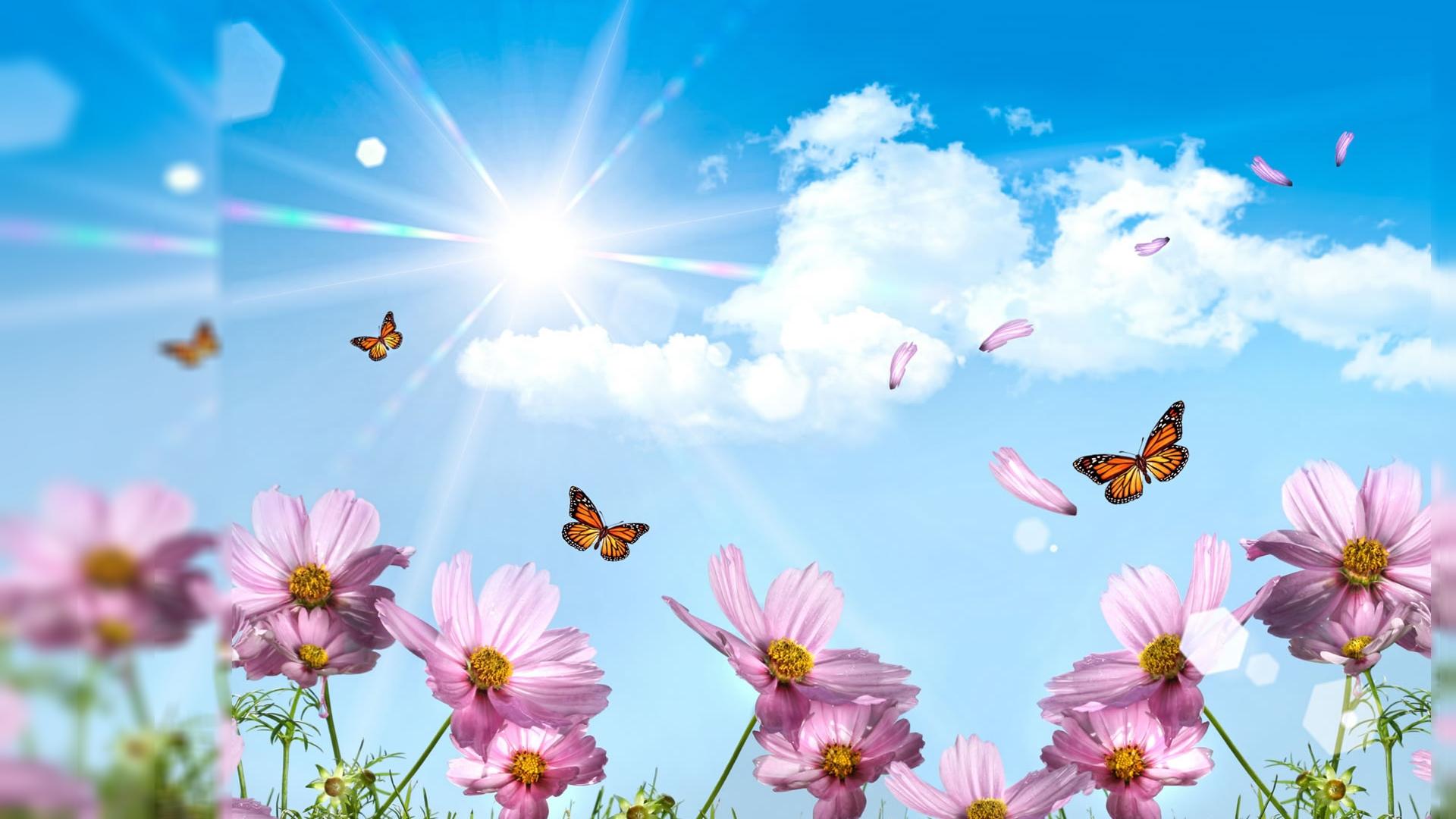 1920x1080 Summer Pink Flowers, High Definition, High Quality, Widescreen