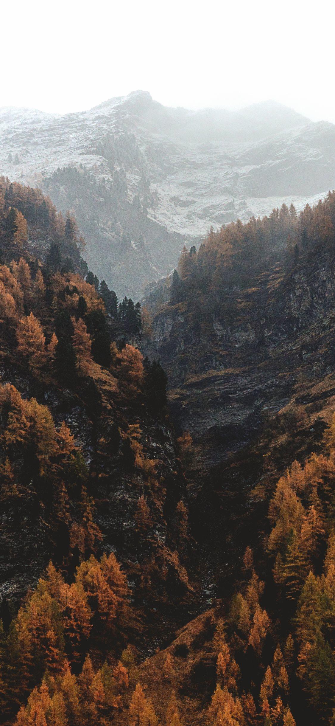 1125x2436 Best Forest iPhone X HD Wallpaper