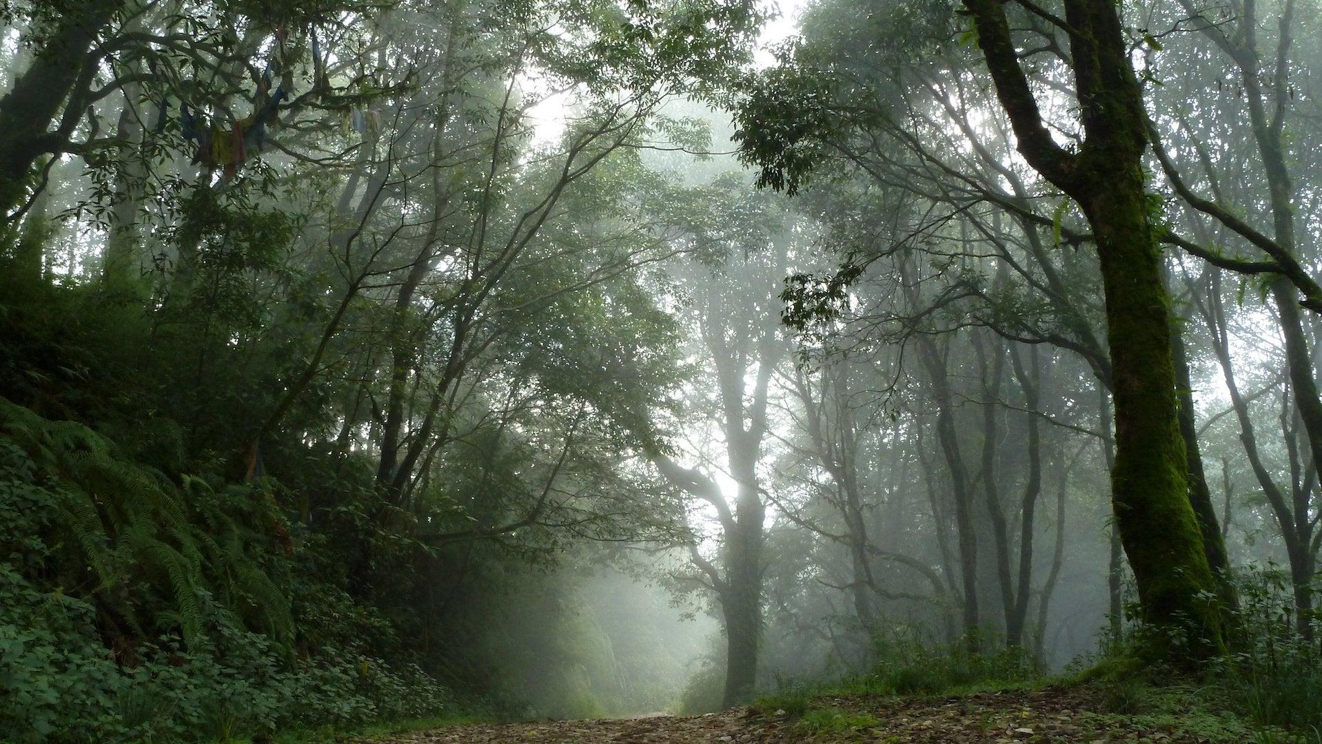 1918x1080 Haunted Forests, Nepal (Wallpaper Request) [OC][1918x1080]