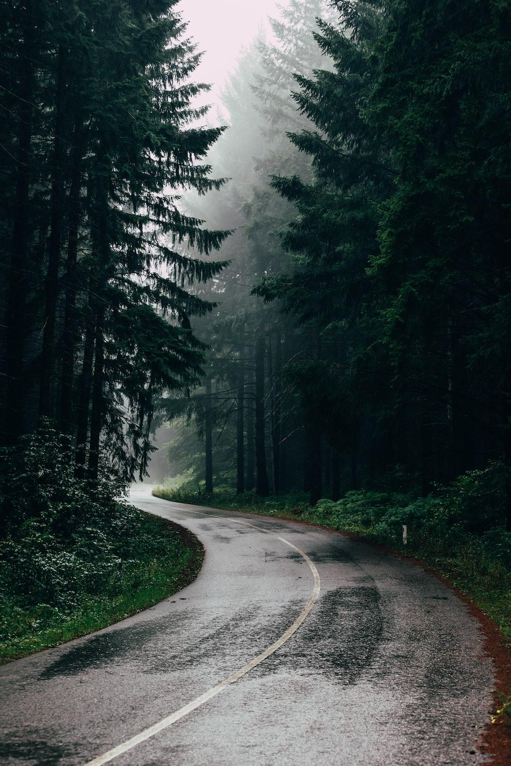 1000x1500 Rain In Forest Picture. Download Free Image