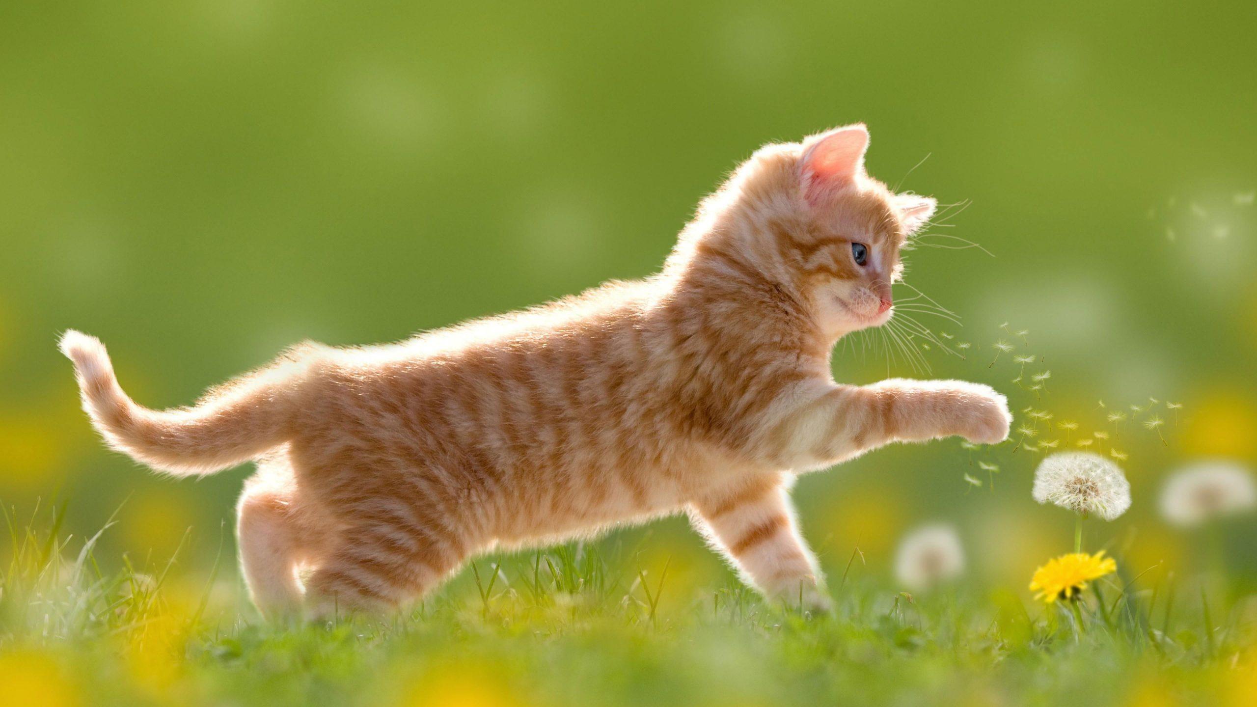 2560x1440 Cat Wallpaper, Mammal, Dandelion, Flower, Grass, Whiskers, Kitten, Short Haired Cat • Wallpaper For You