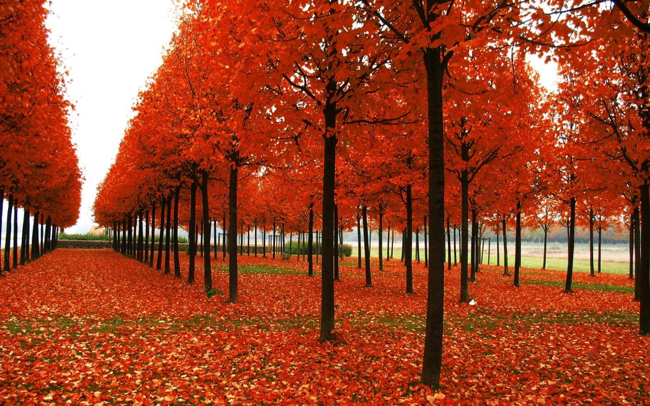 1280x800 park, trees, autumn 1280x800 Resolution Wallpaper, HD Nature 4K Wallpaper, Image, Photo and Background