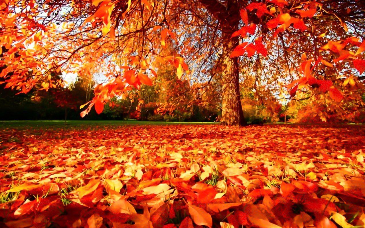1280x800 Autumn Wallpaper Wallpaper. Autumn scenery, Autumn season nature, Fall season picture