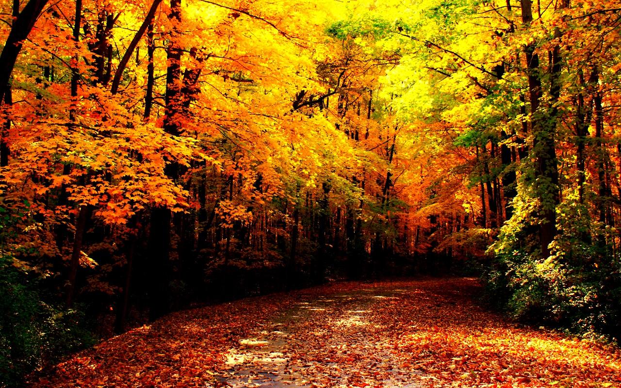 1280x800 Autumn Wallpaper