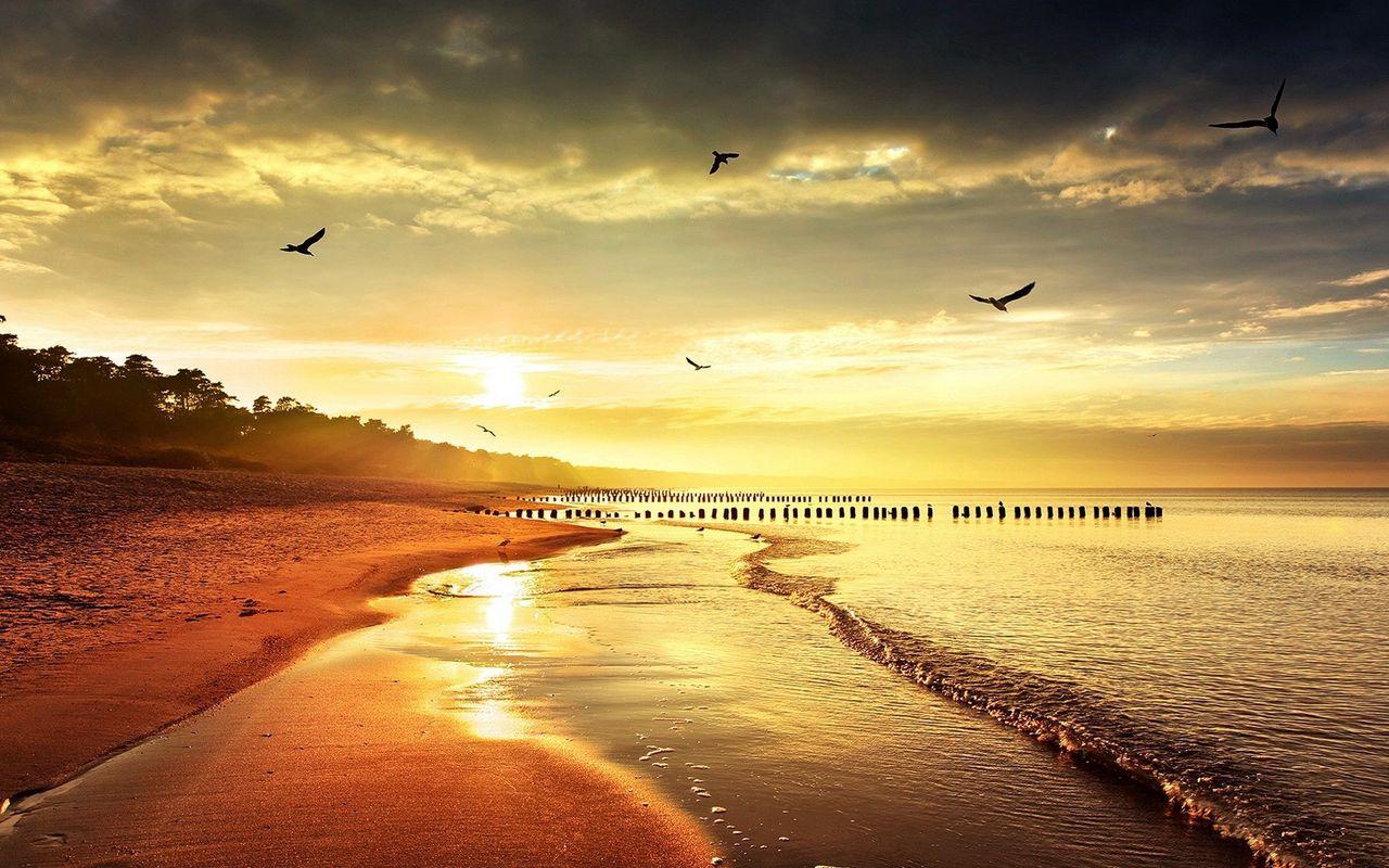 1280x800 Download wallpaper 1280x800 sea, beach, nature, birds, light widescreen 16:10 HD background