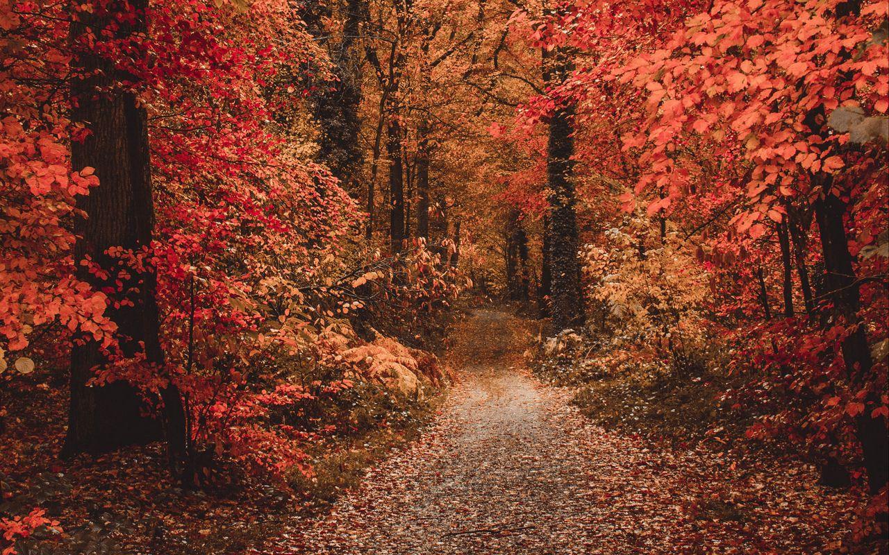 1280x800 Download wallpaper 1280x800 autumn, forest, path, foliage, trees, autumn colors widescreen 16:10 HD background