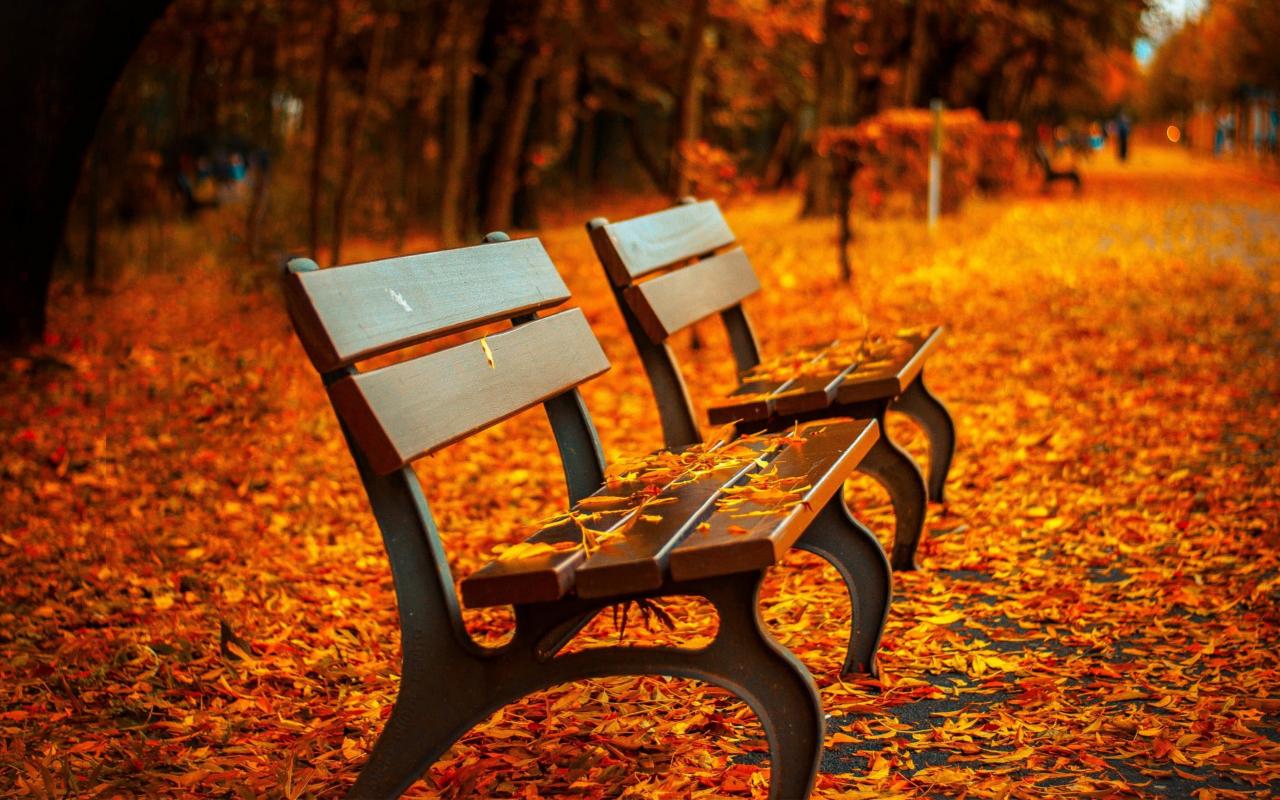 1280x800 Download fall, autumn, leaves on path, benches, garden 1280x800 wallpaper, full hd, hdtv, fhd, 1080p, widescreen 1280x800 HD image, background, 25054