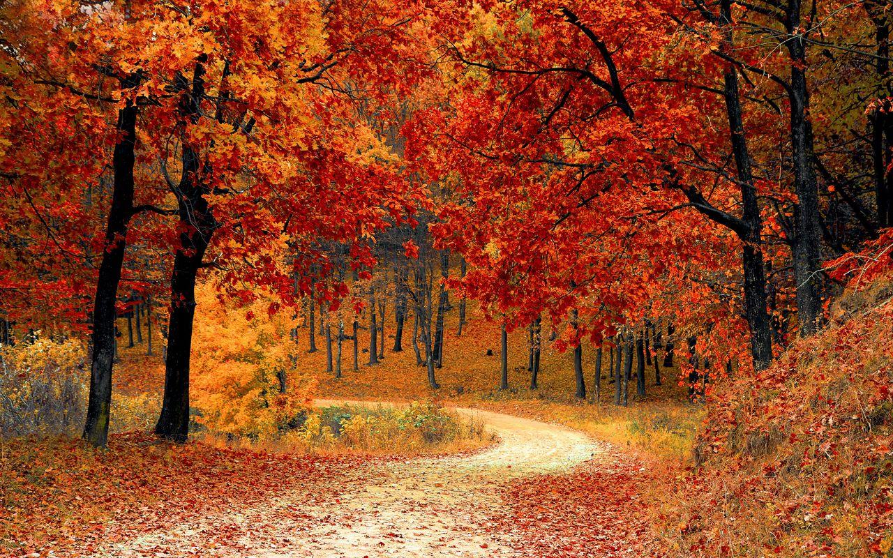 1280x800 Download wallpaper 1280x800 autumn, forest, path, foliage, park, colorful widescreen 16:10 HD background