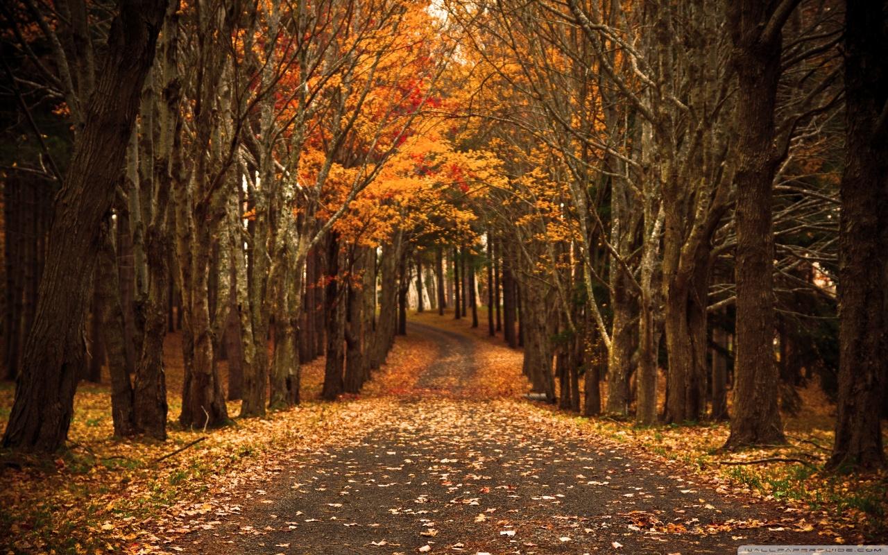 1280x800 Late Autumn Ultra HD Desktop Background Wallpaper for 4K UHD TV : Multi Display, Dual Monitor : Tablet