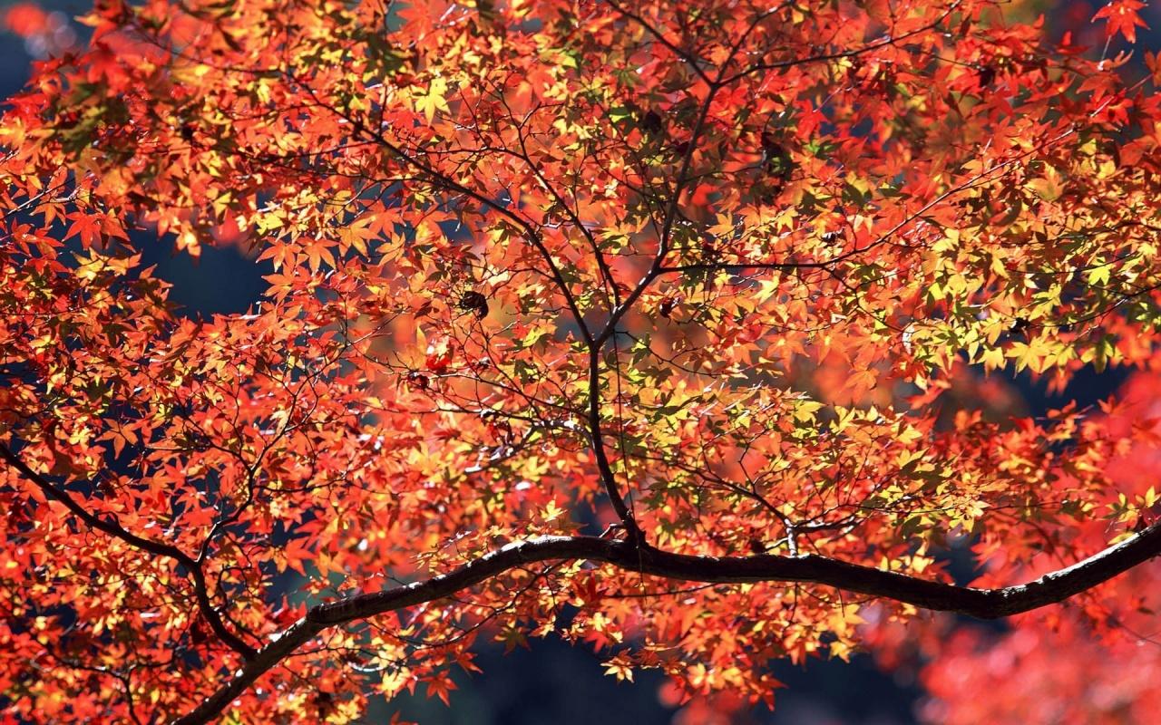 1280x800 Autumn Colors desktop PC and Mac wallpaper