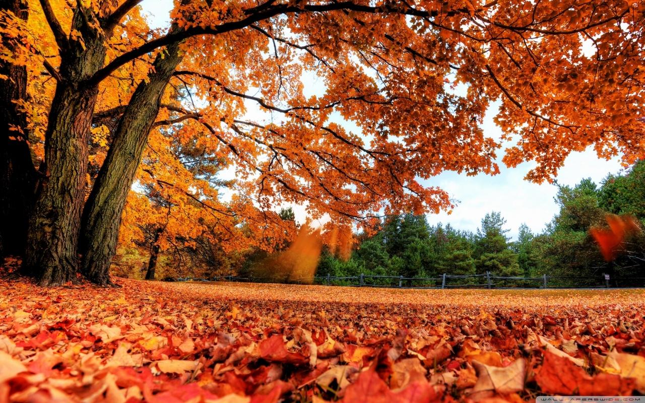 1280X800 Autumn Wallpapers - Top Free 1280X800 Autumn Backgrounds ...