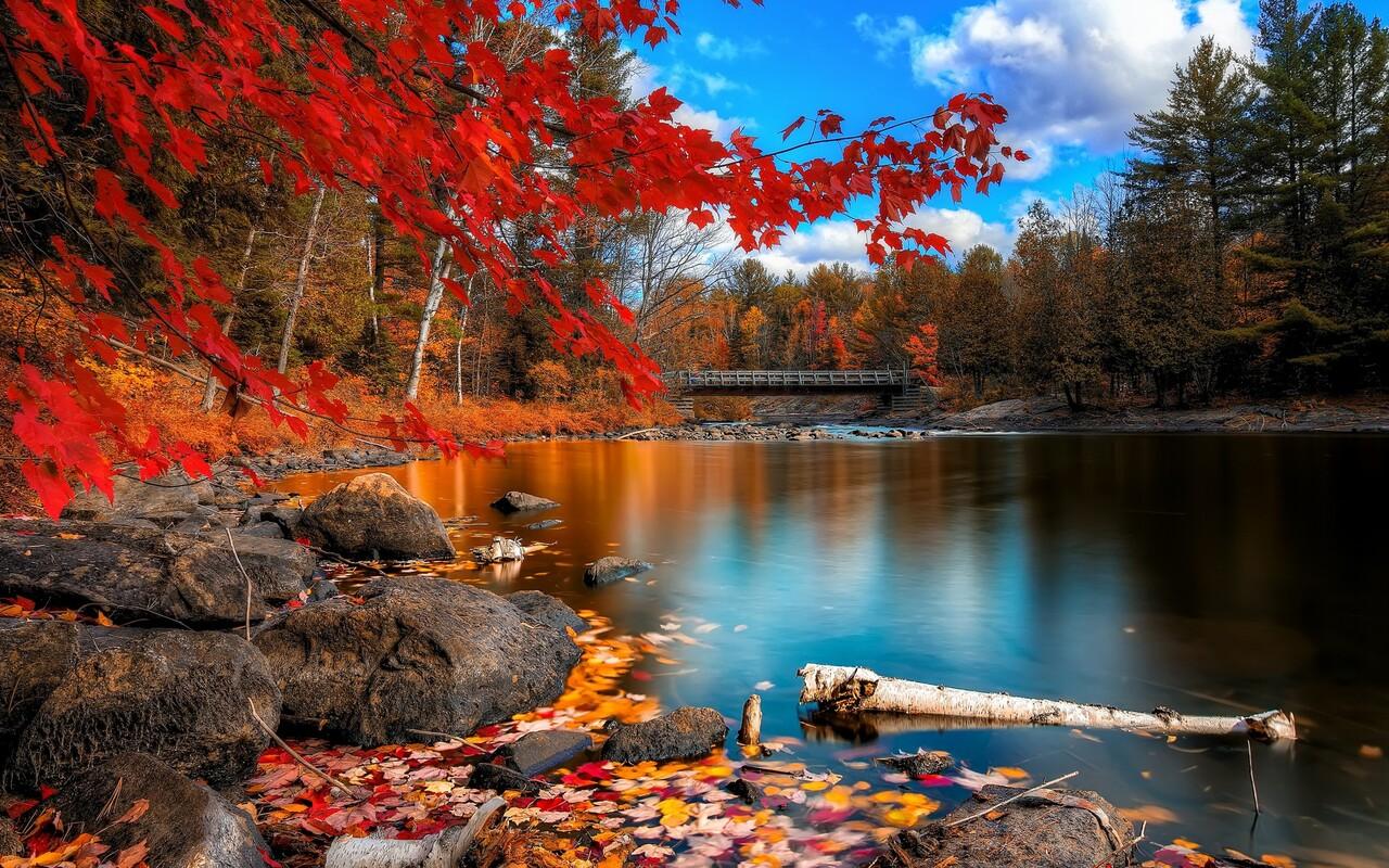 1280x800 Fall Foliage 720P HD 4k Wallpaper, Image, Background, Photo and Picture