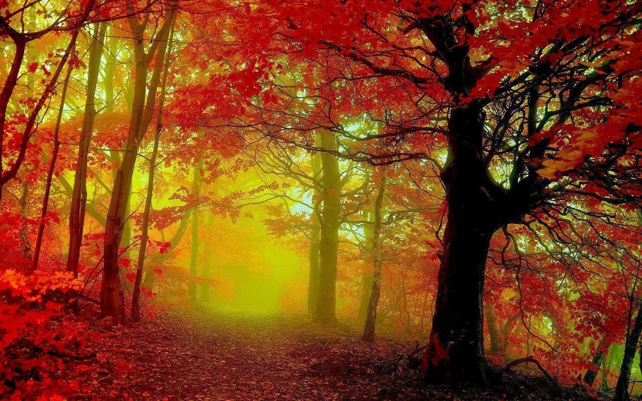 1280x800 Autumn Wallpaper Picture