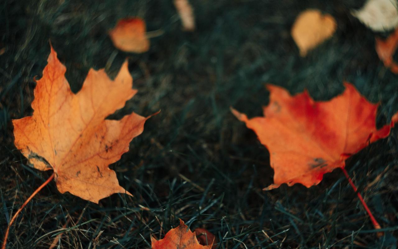 1280x800 Download autumn, nature, grass & leaves 1280x800 wallpaper, full hd, hdtv, fhd, 1080p, widescreen 1280x800 HD image, background, 26314