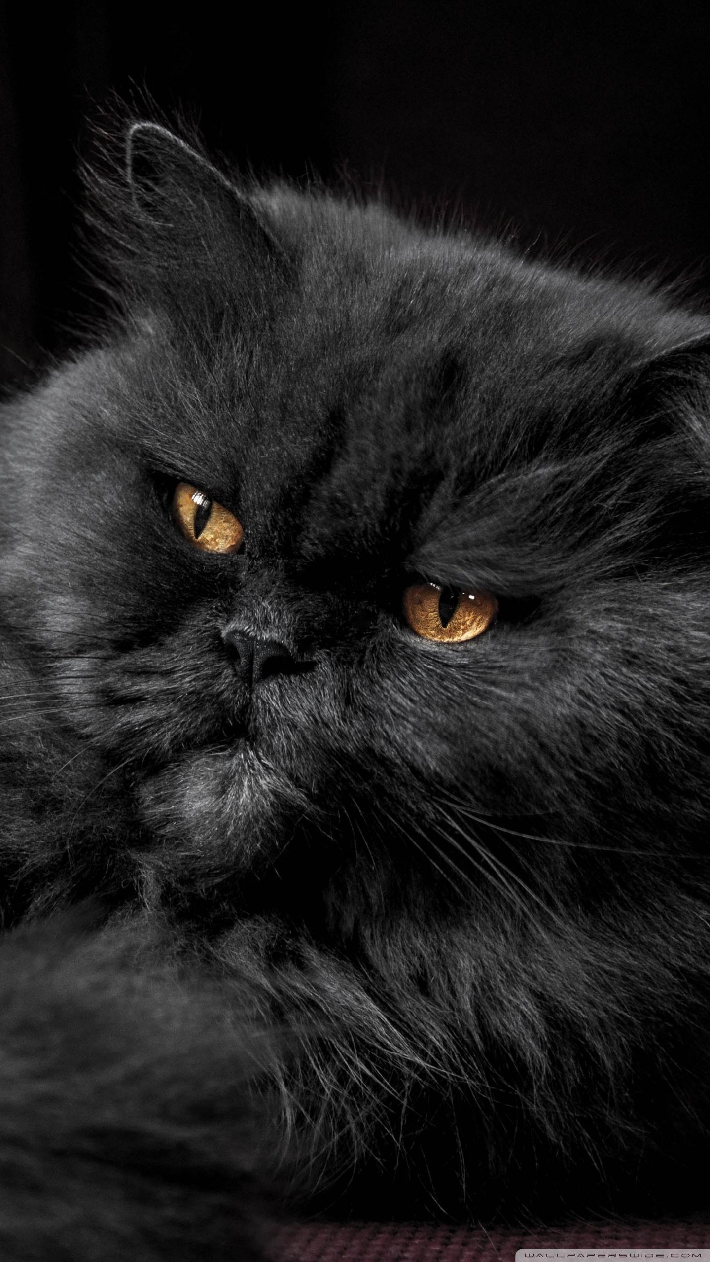 Black Persian Cat Wallpapers - Top Free Black Persian Cat Backgrounds