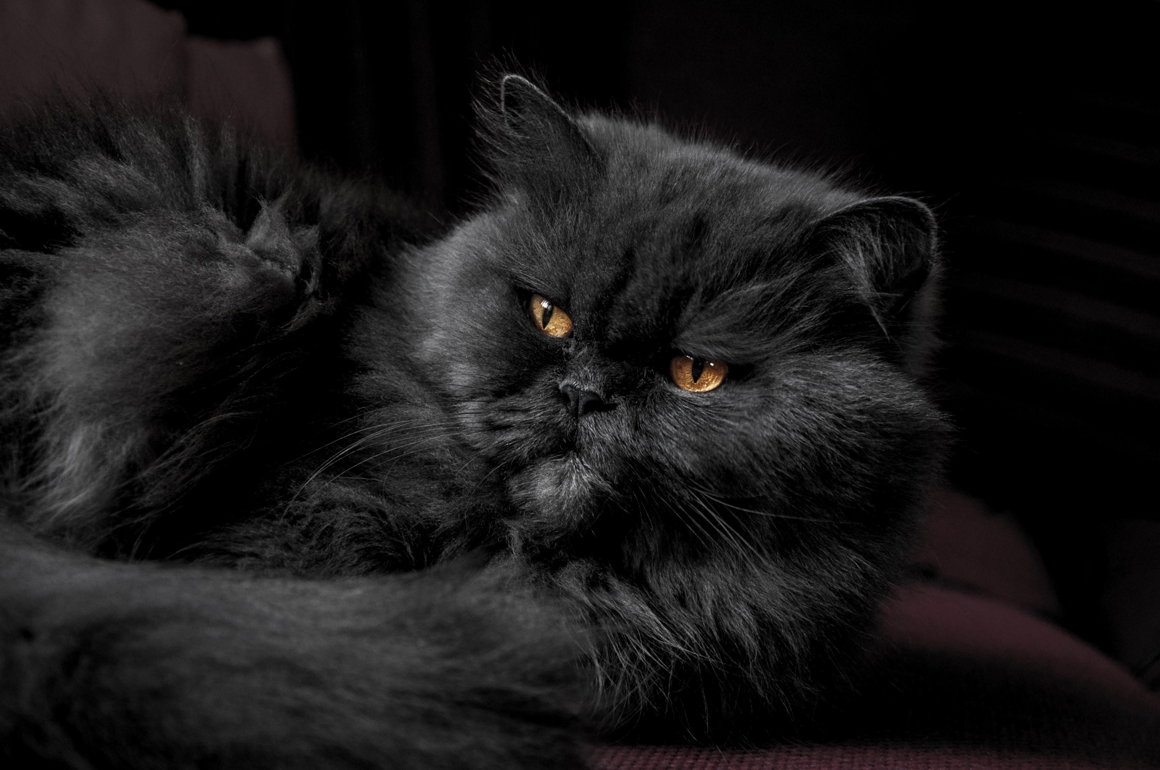 3840x2550 Wallpaper / close up of a black persian cat, grouchy persian cat 4k wallpaper free download