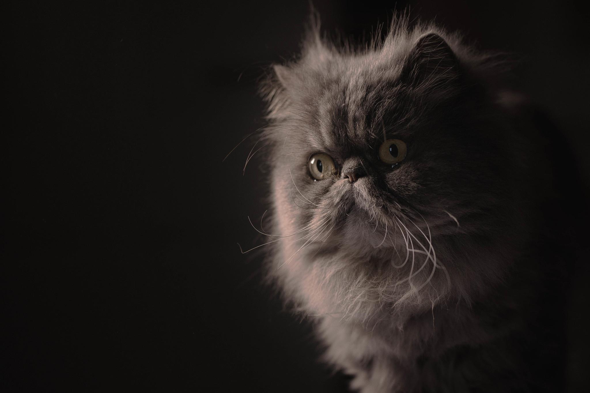 Black Persian Cat Wallpapers Top Free Black Persian Cat Backgrounds