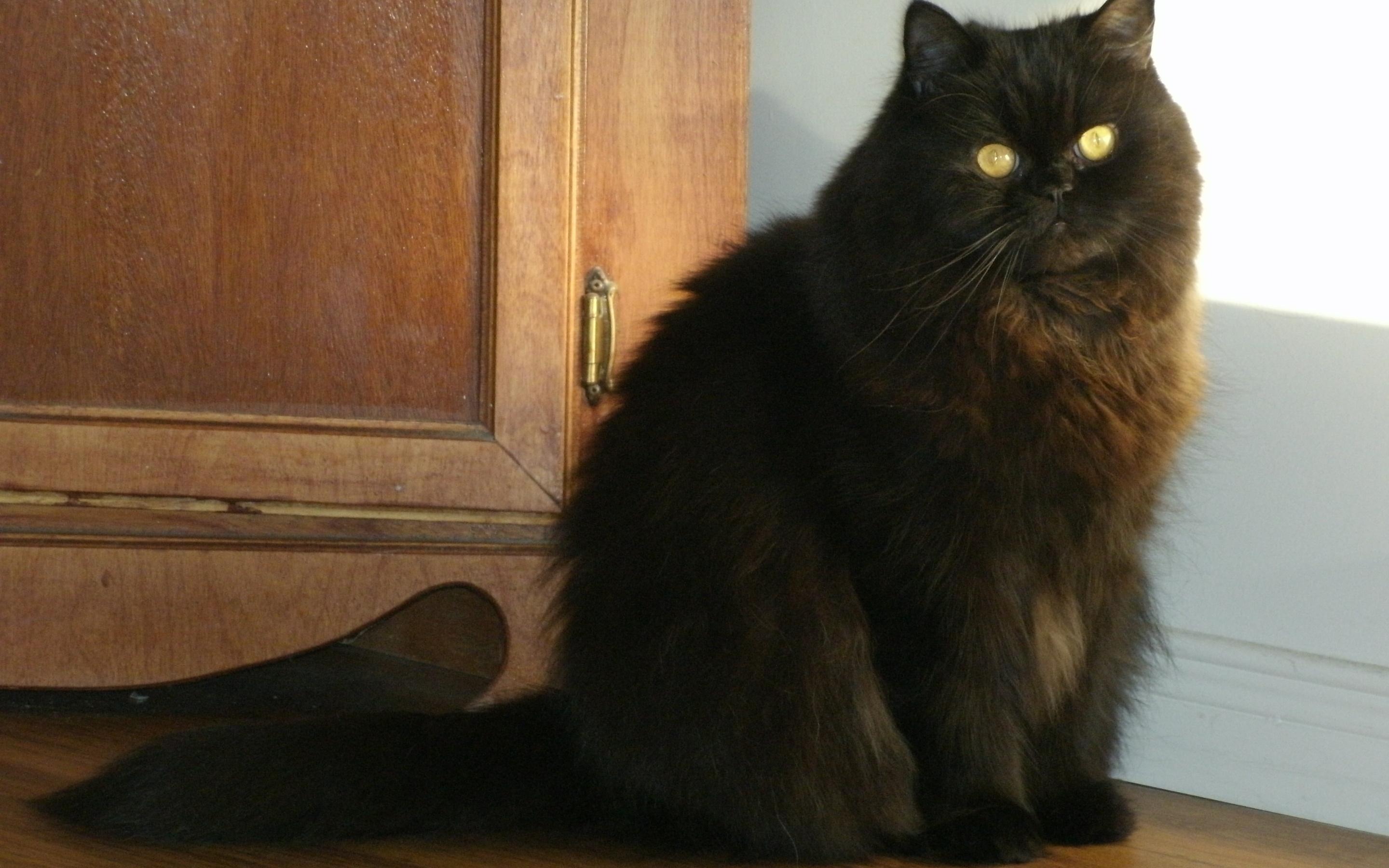 2880x1800 Black Persian Cat HD Wallpaper