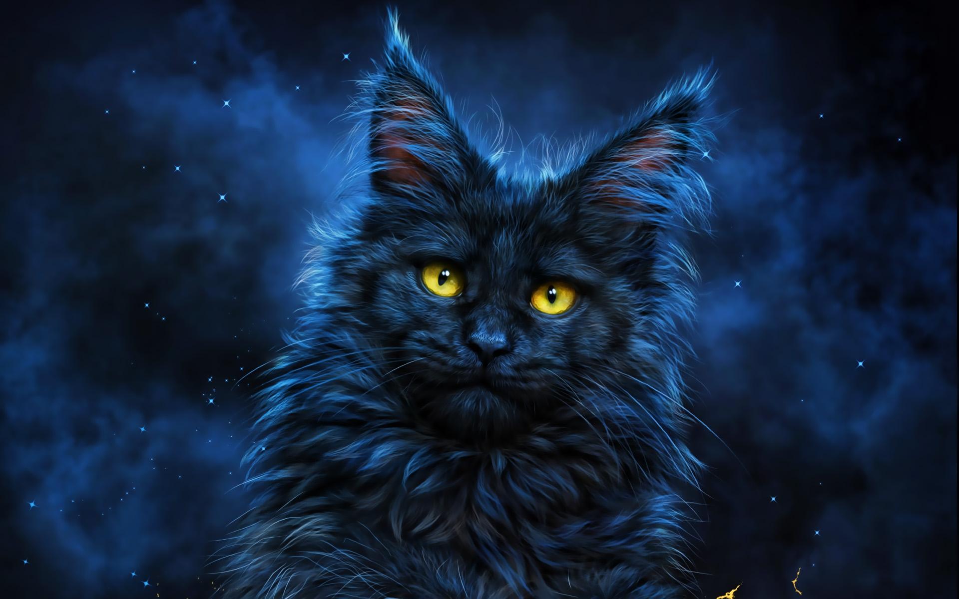 Black Persian Cat Wallpapers Top Free Black Persian Cat Backgrounds