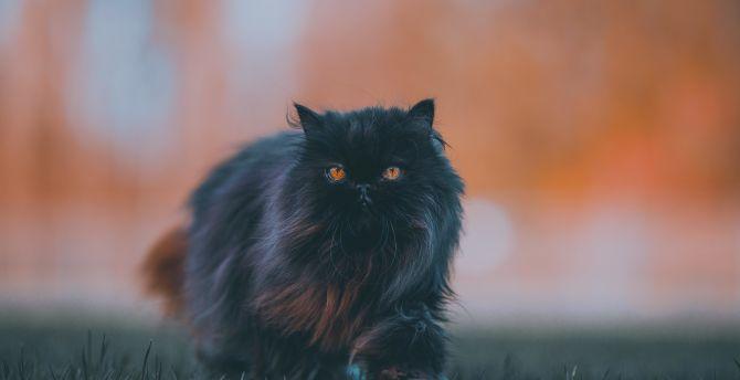 670x344 Black feline, bushy cat, walk wallpaper, HD image, picture, background, df524f