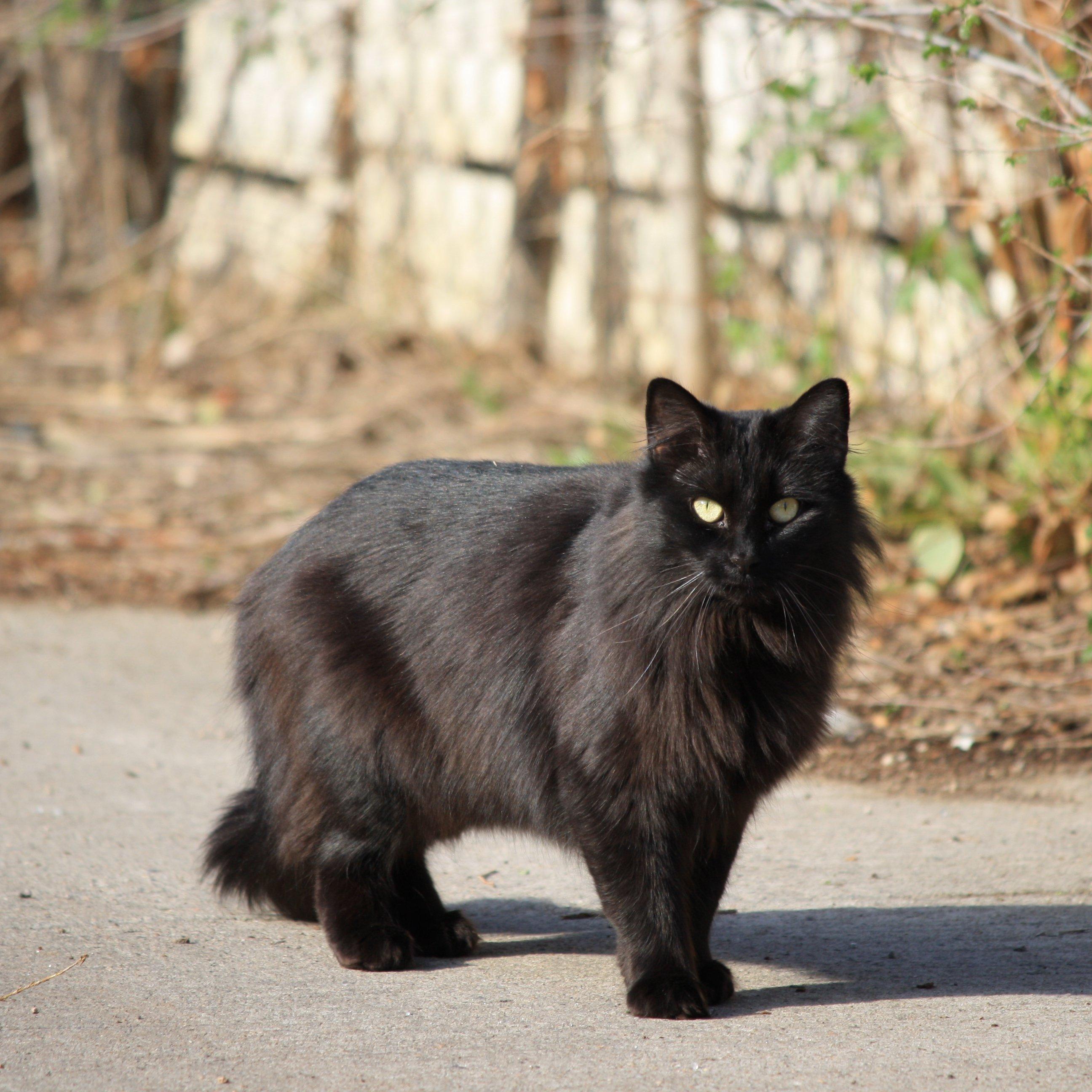 2592x2592 Black Longhaired Cat Picture. Free Photograph. Photo Public Domain