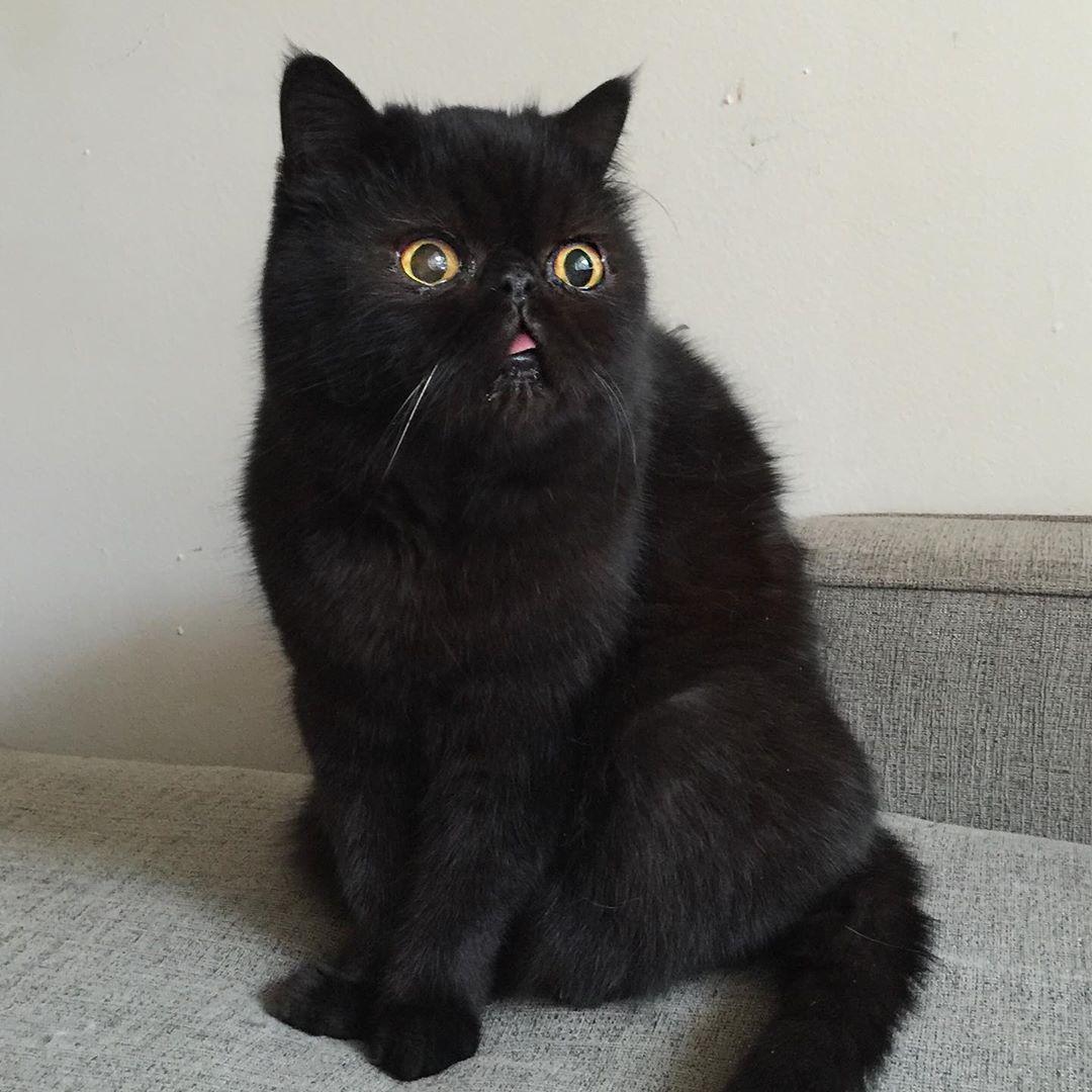 Персидский кот черный