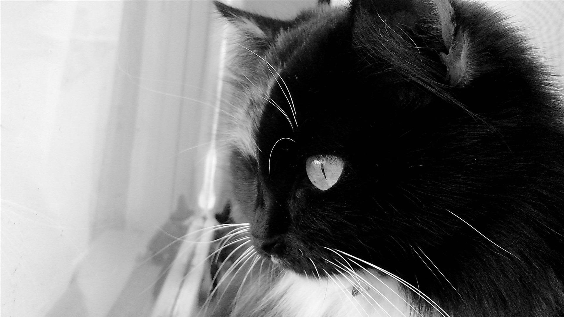 Black Persian Cat Wallpapers Top Free Black Persian Cat Backgrounds