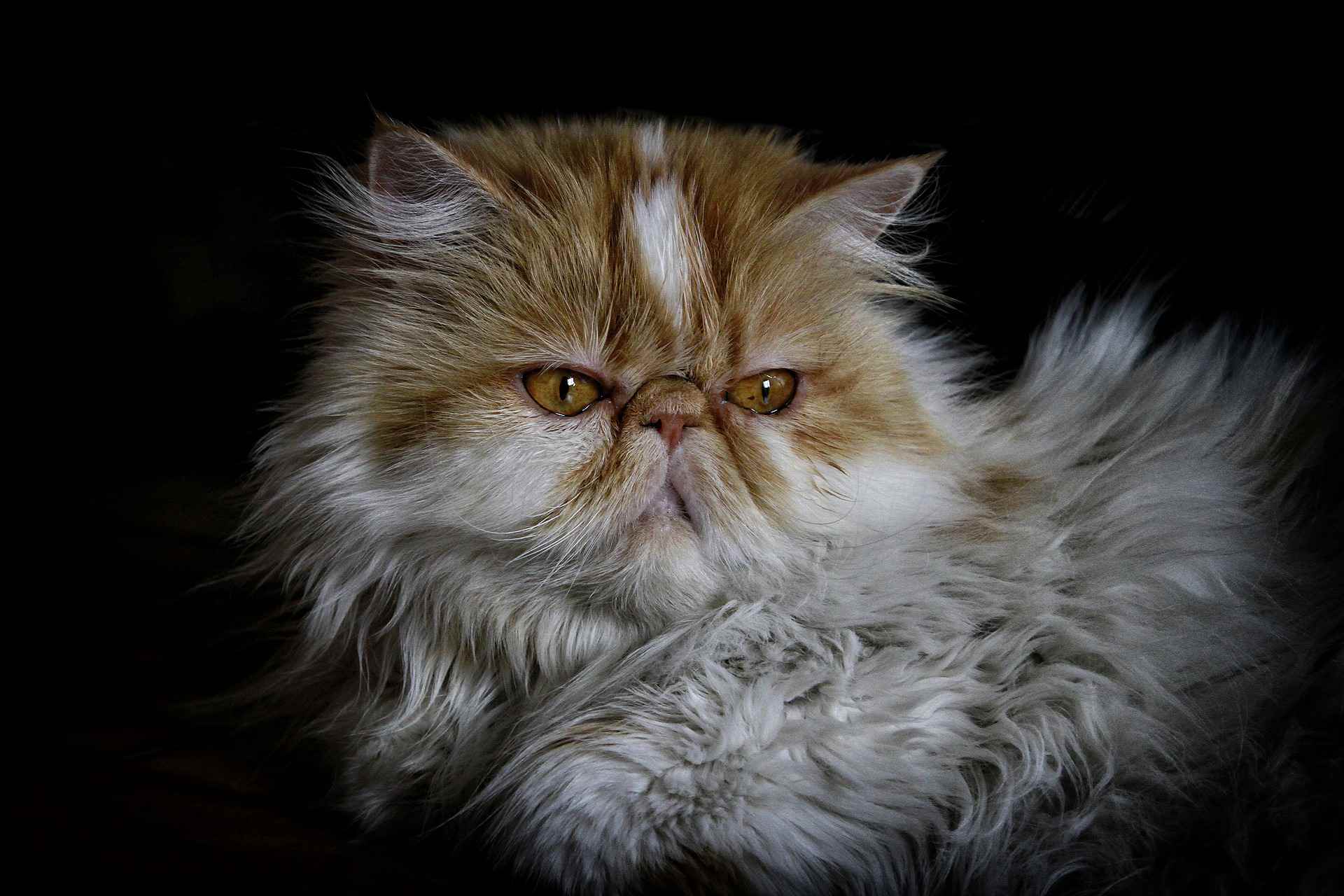 1920x1280 Stunning Persian Cats