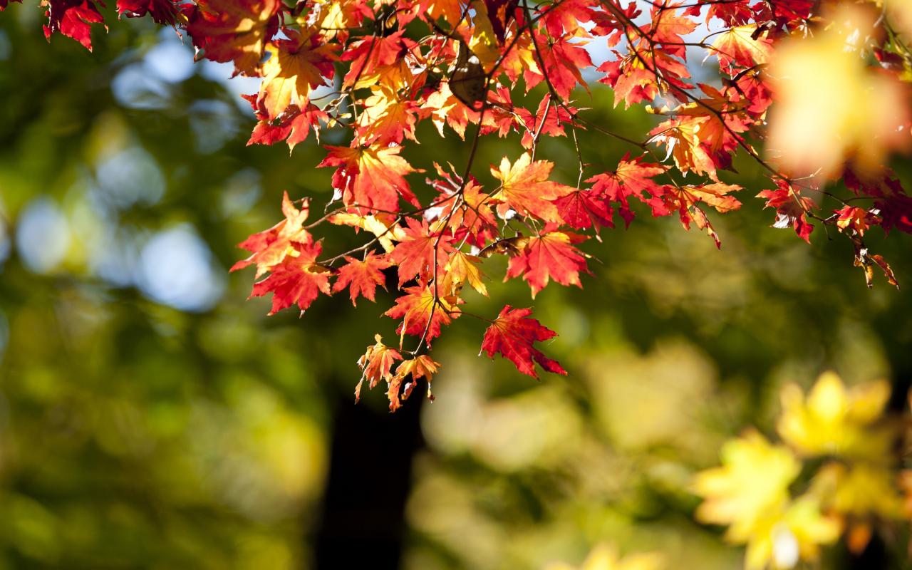 1280x800 Download autumn, nature, leaves, bokeh, blur 1280x800 wallpaper, full hd, hdtv, fhd, 1080p, widescreen 1280x800 HD image, background, 318