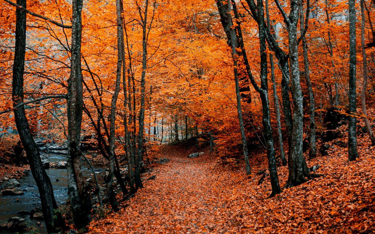 1280x800 Download wallpaper 1280x800 autumn, path, foliage, forest, trees, autumn colors widescreen 16:10 HD background