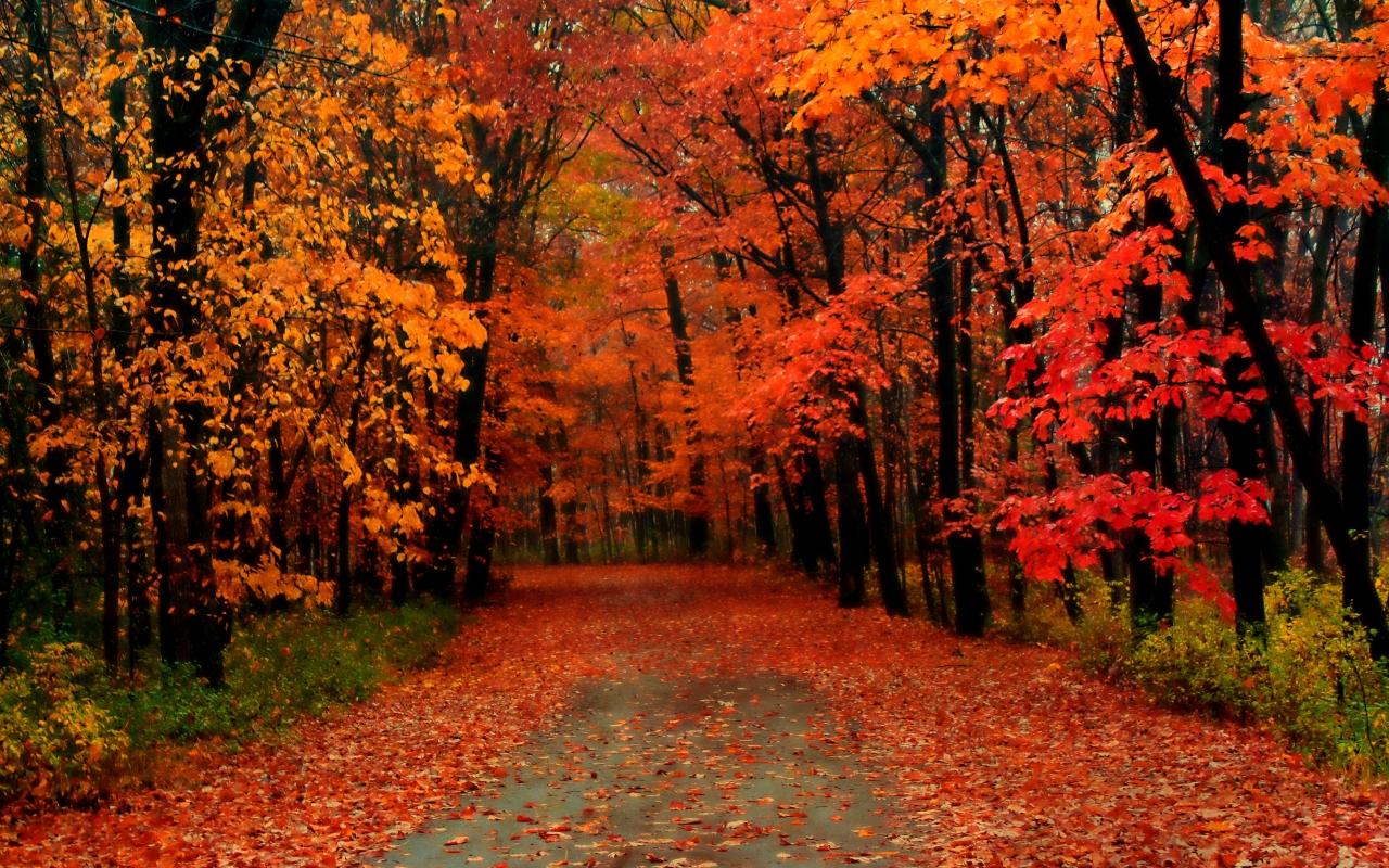 1280x800 Leaf peeping guide: When is best time for fall foliage
