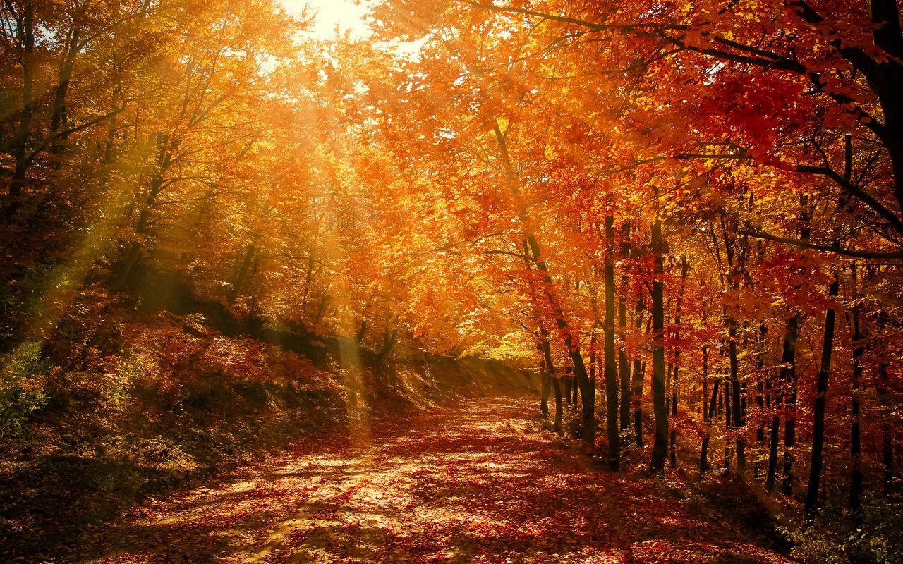 1280x800 Download wallpaper 1280x800 autumn, forest, park, foliage, sunlight widescreen 16:10 HD background