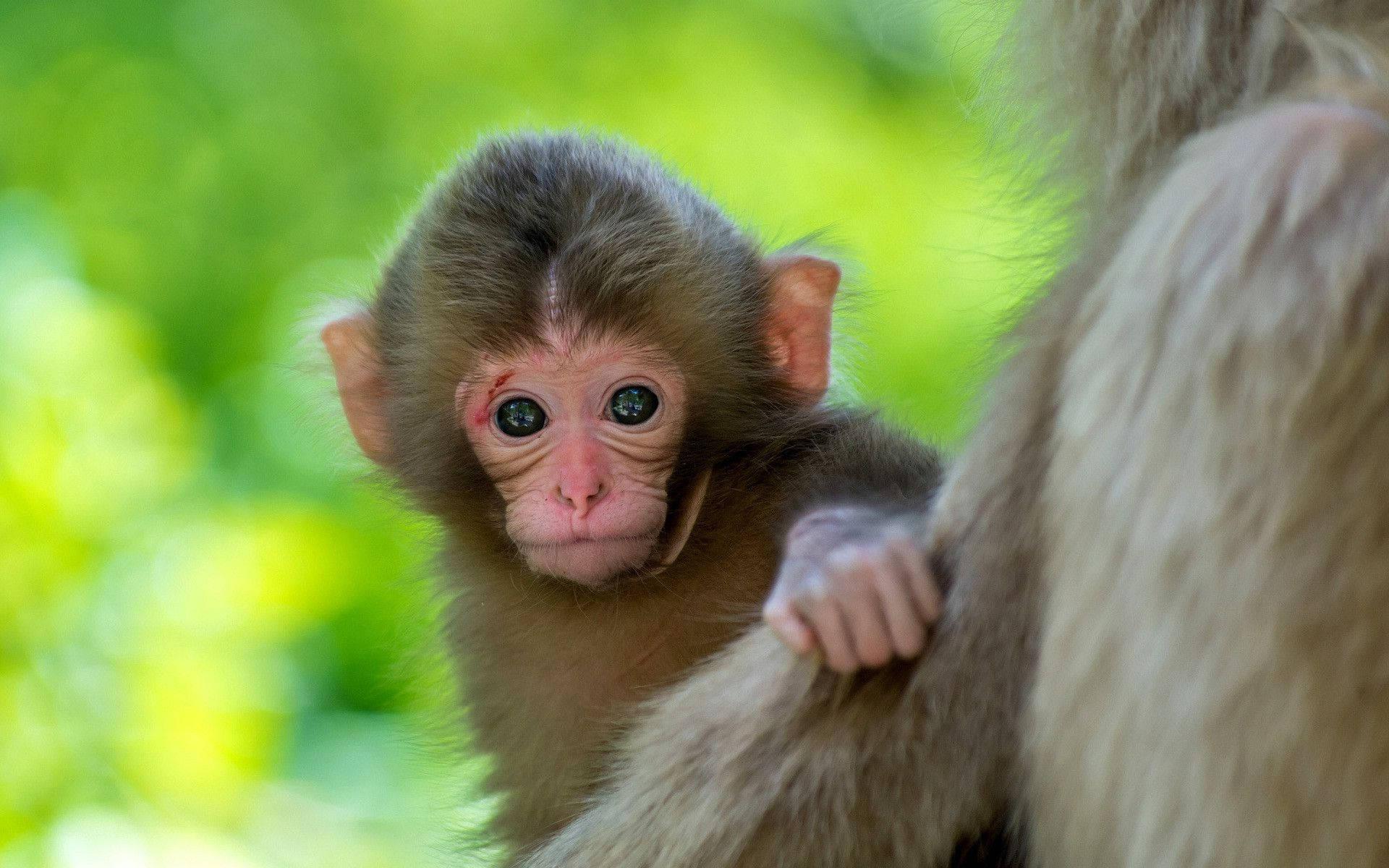 1920x1200 Download Cute Monkey Gaze Wallpaper