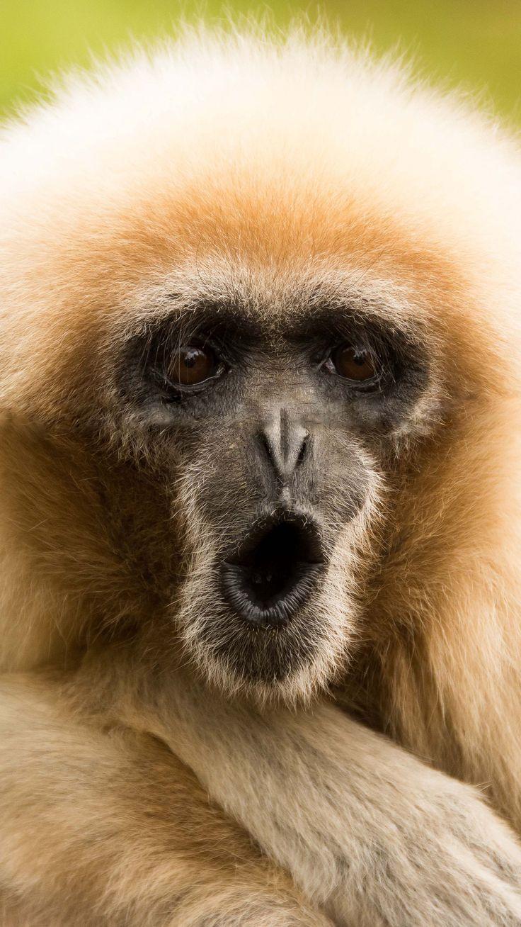 736x1308 Gibbon Wallpaper for mobile phone, tablet, desktop computer and other devices HD and 4K wallpaper. Gibbon, Monkey, Animals